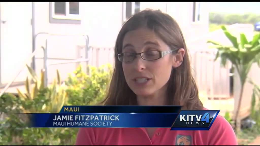 Maui Humane Society Offers Vaccinations Against Cat Virus YouTube maui-humane-society-offers-vaccinations-against-cat-virus-youtube