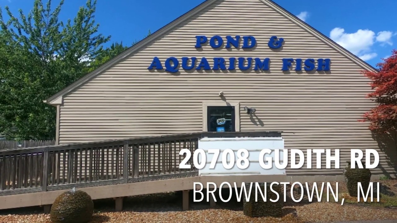 Bruce’s Pond Shop and Aquatic Treasures YouTube