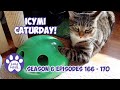 ICYMI Caturday! * Lucky Ferals S6 Episodes 166 - 170 * Cat Videos Compilation - Feral Kittens