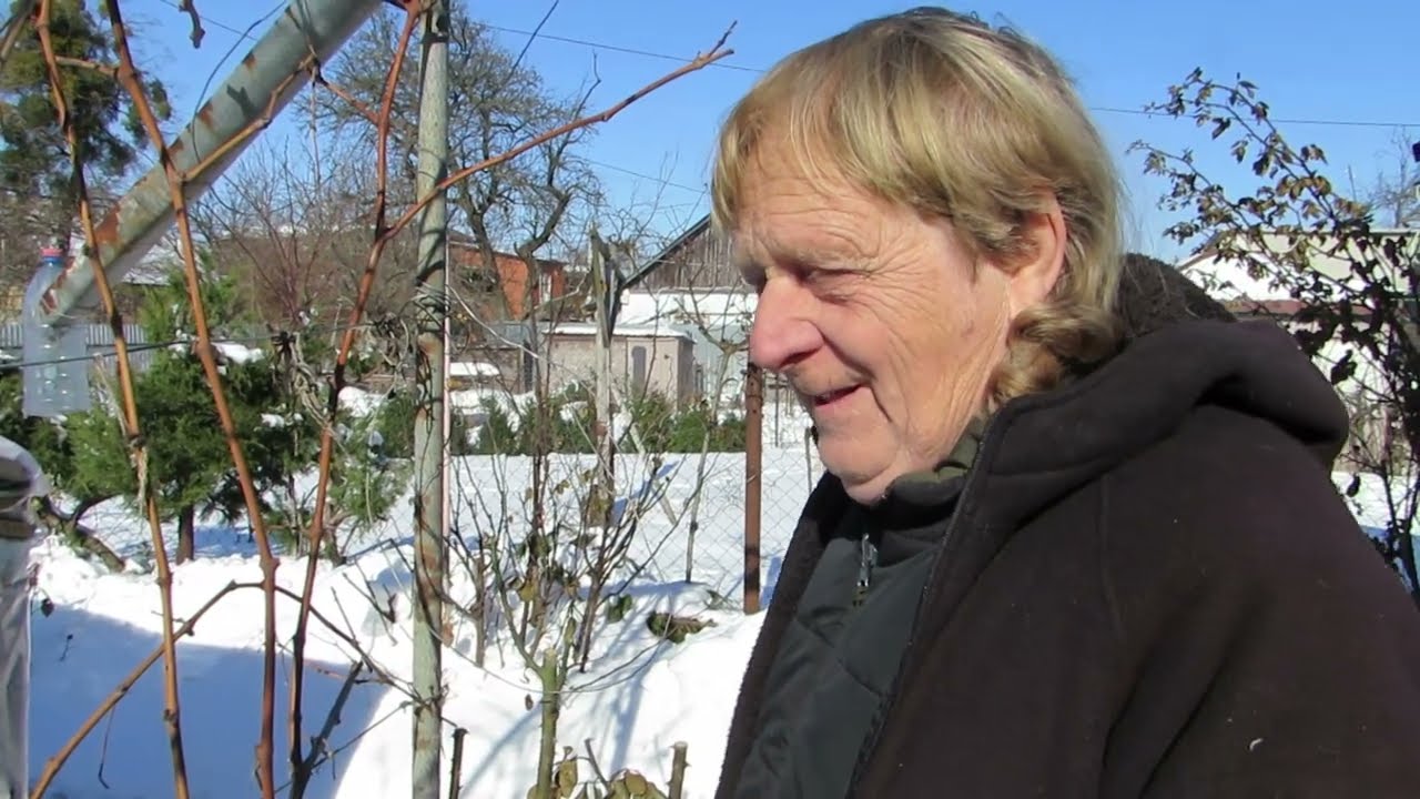 Виноград. Мороз, який шкодить