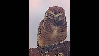 #animaldepoder #coruja 🦉 #owl #xamanismo #animals