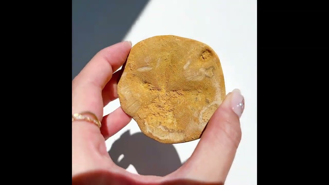 サンドダラー(ウニ化石) | その他 | Crystals by Purely