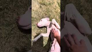 Full A1887530 Carmen loves belly rubs Update