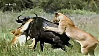 Documentaire La Légendaire Savane Africaine