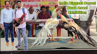 Parrot Beak Fantail Aseel Exhibition || Dindigul Show || LP Fantail Aseel