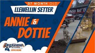 7 mo Llewellin Setter Sisters (Dottie & Annie)| Virginia's Best Dog Trainers | Off Leash K9 Training Details