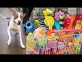 Buying a Homeless Pit Bull ALL the Dog toys from the Pet store!