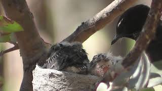 Download Lagu burung sikatan sedang meloloh anaknya MP3