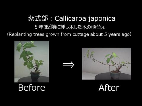 ミニ盆栽 Mini Bonsai 紫式部 7 年 剪定 Callicarpa Japonica 7 How To Mini Bonsai Youtube