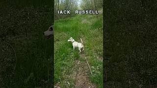 jack russell terrier #jackrussellterrier #funnydogs #dog #funnydog #jackrussell #dogs #funnyshorts