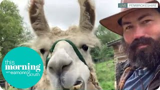 The Llama Delivering Shopping to Elderly Residents | This Morning