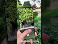 Samsung s24 ultra! #samsung #s24ultra #xiaomi #iphone #16promax #viralvideo #viralshort
