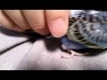 セキセイ雛動画　生後２７日