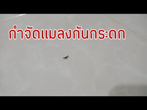 วิธีกำจัดแมลงสาบ |มาดูแมลงสาบที่บ้านกันชัดๆ  พวกเขามาได้อย่างไร?  |  เจนนี่มาแบ่งปัน