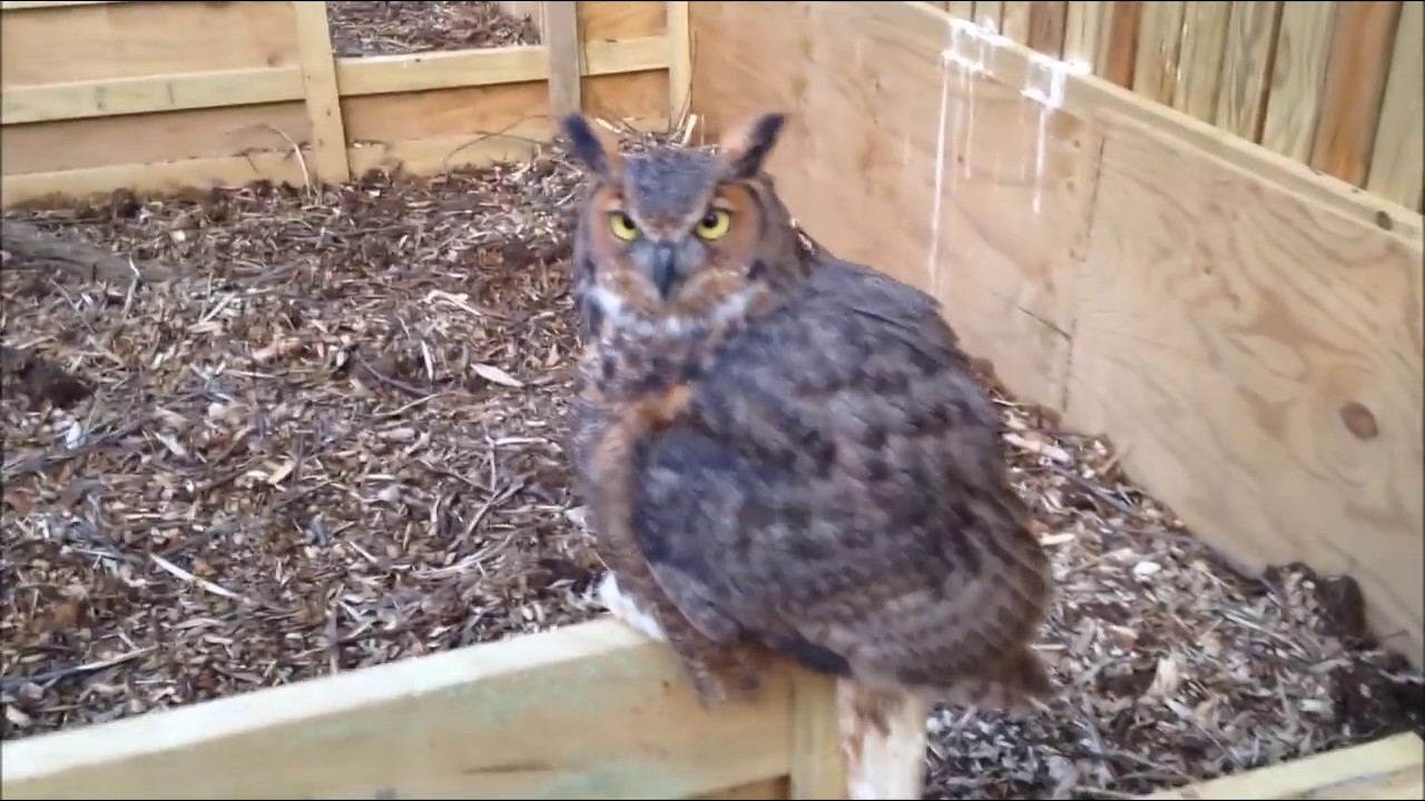 horned owl wingspan Great Horned Owl in flight enclosure
