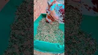 cholistani Gaye aur bakre #birds #funnycomedy #mr muneeb