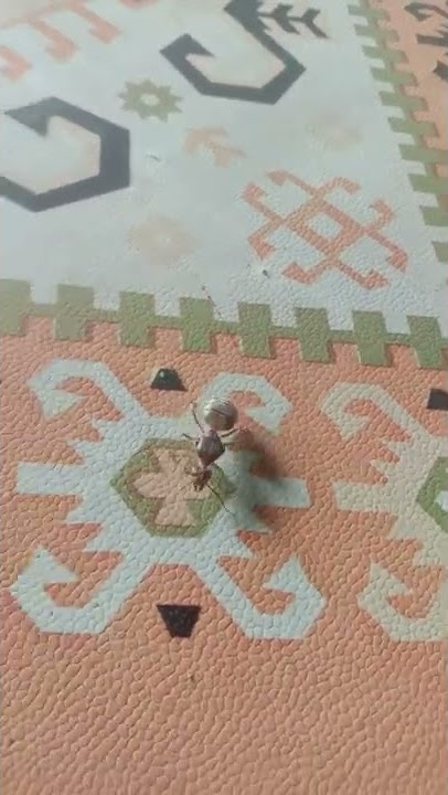 army ant/semut tentara