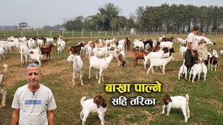 बाख्रा पाल्ने सहि तरिका - Chandra Giri Bakhra Palan Farm