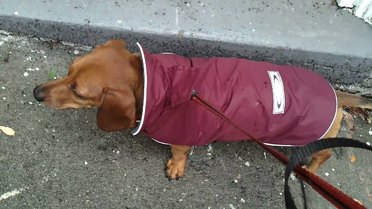 dachshund rain mac