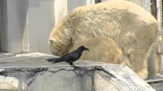 食欲旺盛 ホッキョクグマの夏の朝~Polar Bears that eat poultry