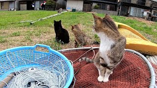 猫島の猫達「あっちで撮影やってるぞ!行こう行こう」