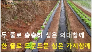 두줄로 촘촘히 심은 외대참깨, 한줄로 드문드문 심은 가지참깨