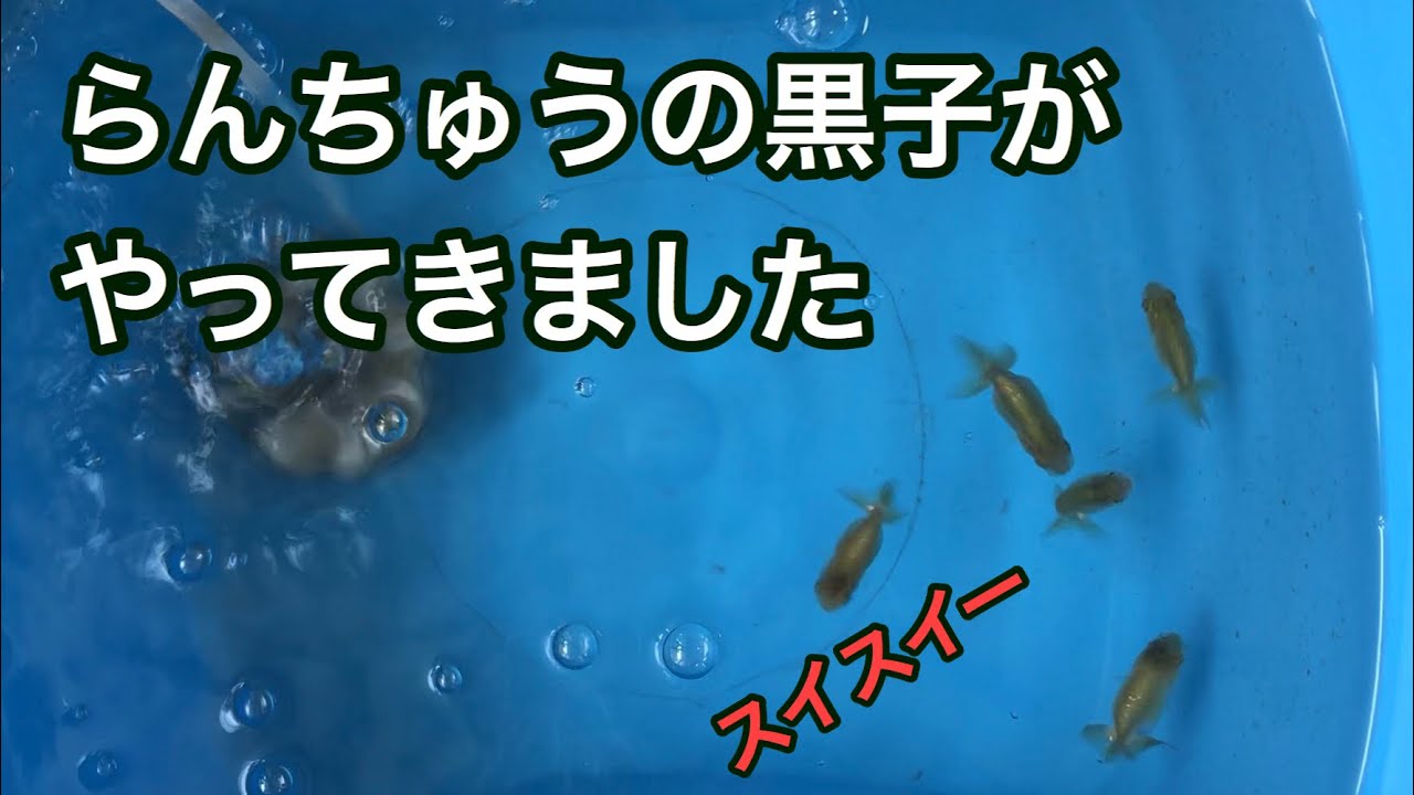 金魚 らんちゅうの黒子がやってきました Youtube