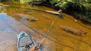 Ive Never Seen So Many Muskies! (66 MUSKY MOVED IN ONE DAY)
over 100 muskies seen with 31 that actually ate!
clothing: https://strictlyfishingapparel.com
message my friend at @justkeepcasting on instagram or Facebook to book a trip on this creek
Reel is a Piscifun Alumix 300: http://piscifun.us/naspeltz (code speltz18 to save 18%)
Kayak is a old town sportsman 120: https://alnk.to/2FGpdrl
line: https://barbarianbraid.com/
realistic sucker lure: JW Lures on TikTok
realistic musky lure: hunlures on instagram
#musky #muskie #muskyfishing Ive Never Seen So Many Muskies! (66 MUSKY MOVED IN ONE DAY)