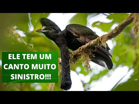 Vídeo: Como usar um apito para cachorro para parar de latir