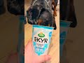 Miniature Dachshund Yoghurt Pot! #dachshund #dachshundpuppy #funnydog #dog #dogshorts #doglover