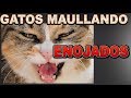 Sonidos de gatos muy enojados😡🐈Gato Maullando enojado