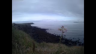 Küste Geldinganes - Island