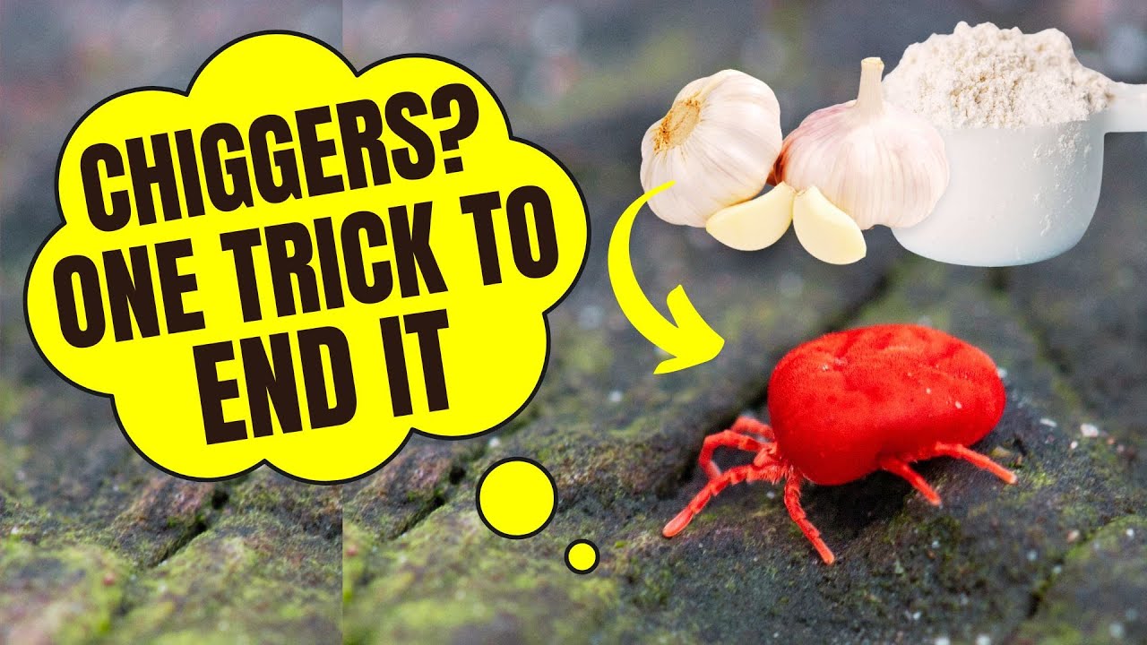 The #1 Way to Get Rid of Chiggers (PERMANENTLY!) - YouTube