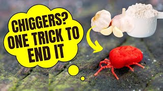 The #1 Way to Get Rid of Chiggers (PERMANENTLY!)