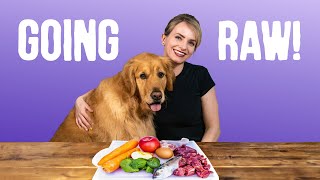 How a raw diet can change your dog - 18 months update