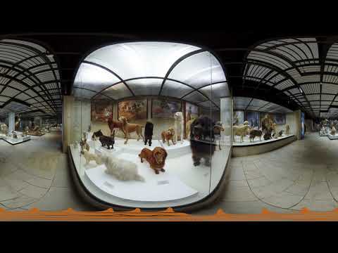 Панорамное видео, 360 видео тур по Дарвиновскому музею, обучение, экскурсия в виртуальной реальности