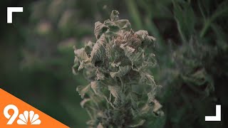 10 years since Colorado legalized marijuana