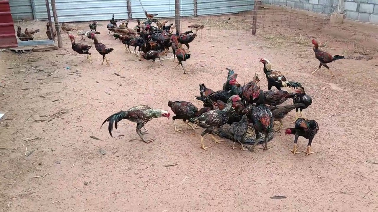 ก.ไก่ งานอดิเรกหลังเกษียณ