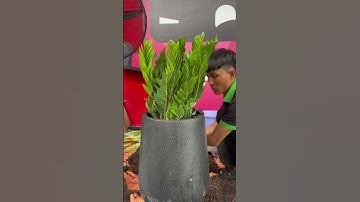 Tại sao cây Kim Tiền được trồng nhiều đến vậy? #plant #caykimtien #cayphongthuy #thicongcanhquan