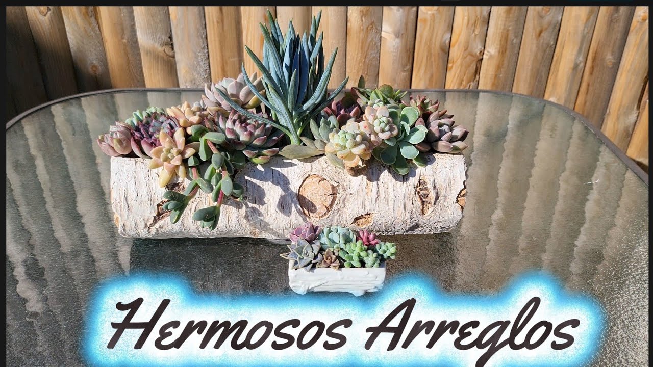 Macetas en Forma de Tronco/Hermosos Areglos de Suculentas 