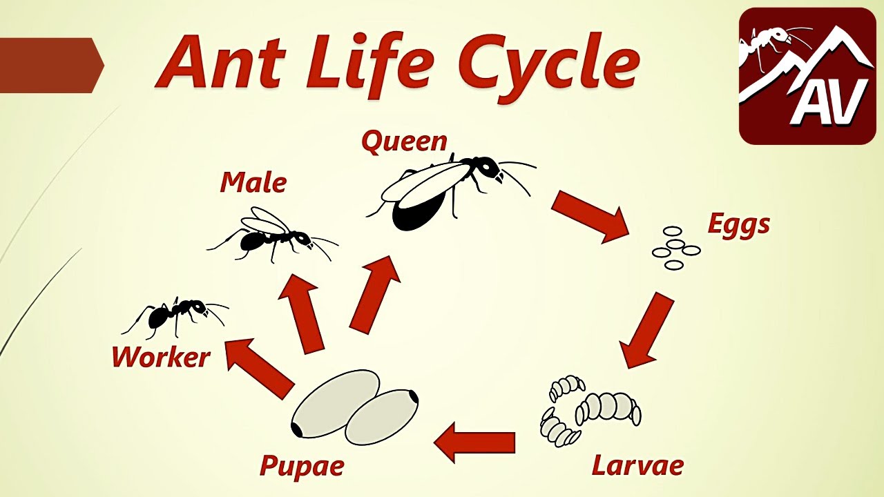 Ant Life Cycle - When To Catch A Queen Ant