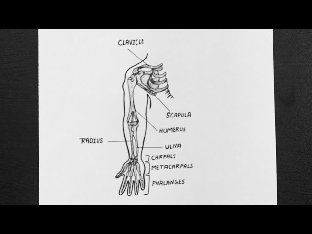 Diagram Of Right Pectoral Girdle And Upper Arm, Class 11