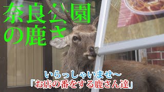 【Welcome!】 The deer who look after the shop. 【Deer in Nara Park Japan】