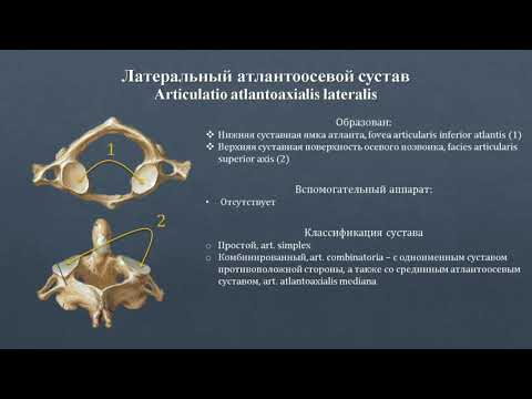 Анатомия латерального атлантоосевого сустава: строение, классификация, фиксирующий аппарат, движения