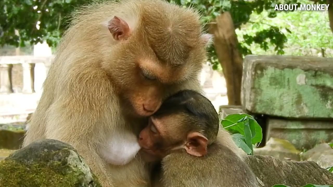 Cute Boy Baby Rex Too Exhaust And Need To Rest, Mom Monkey Rose