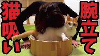 最新ダイエット法】猫吸い腕立ての効果は…！？【関西弁でしゃべる猫