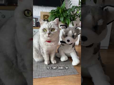 Видео: Пойнтер хорошо ладит с кошками?
