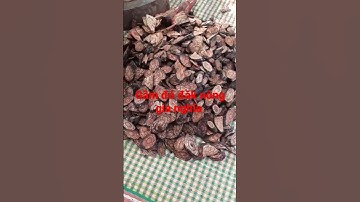 cây thuốc nam chữa bệnh đau xương khớp