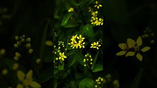 Yellow Flower | EOS R #shorts #naturephotography #outdoorphotography