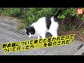 👀癒し猫動画・野良猫女子について来てといわれたので ついて行ったら○○を紹介された！招き猫ちゃんねる
